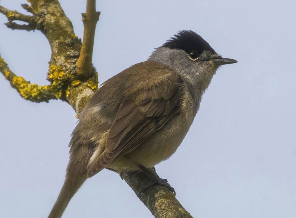 Η μεγάλη μπίζνα με τα αμπελοπούλια – Παράνομη βιομηχανία με τεράστια κέρδη