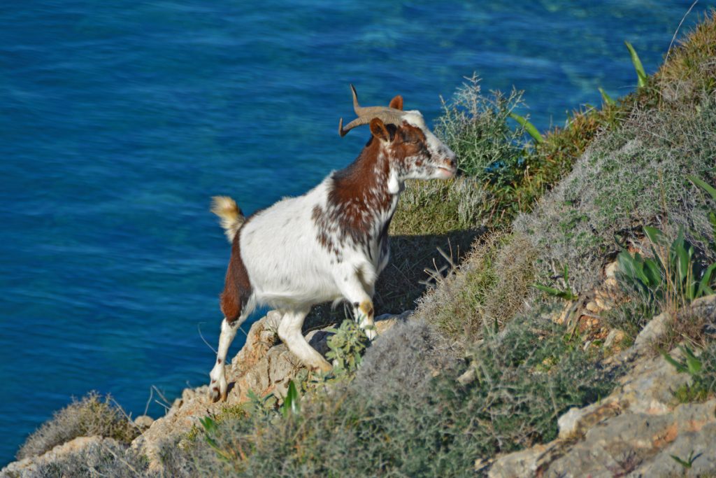 Κτηνωδία στην Ικαρία: Κρέμασαν κατσίκα από δέντρο ελιάς