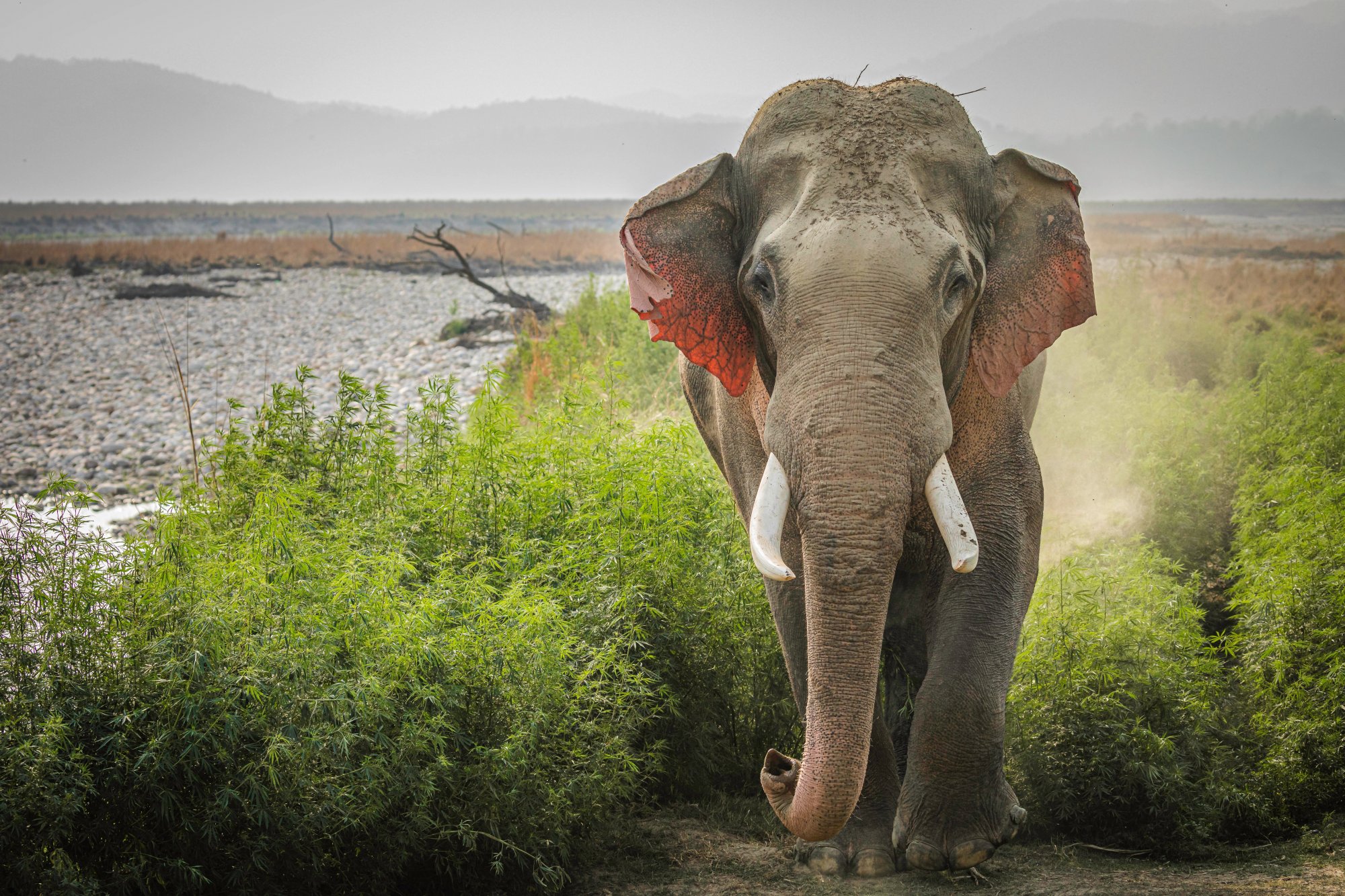 Ζάμπια: Φονική επίθεση ελέφαντα – Αναποδογύρισε όχημα σαφάρι