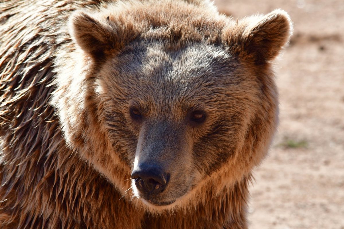 Γρεβενά: Aρκούδα, χρυσαετός και κιρκινέζι νεκρά από ανθρώπινο χέρι