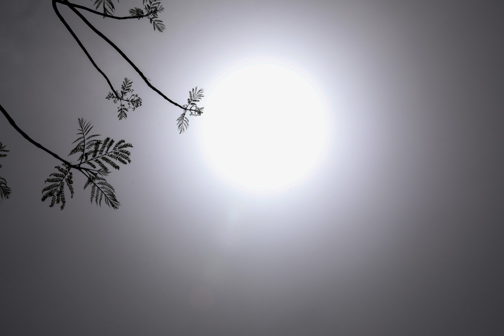 Γιάνναρος: Μεγαλύτερη ένταση στις δασικές φωτιές, ξηρό το φετινό καλοκαίρι