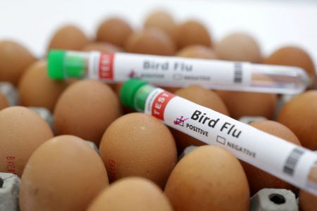 Γρίπη των πτηνών: Τεράστια ανησυχία ΠΟΥ για κίνδυνο εξάπλωσης στους ανθρώπους