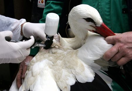 Μαγιορκίνης: Η γρίπη των πτηνών δεν έχει δυναμική προς πανδημία