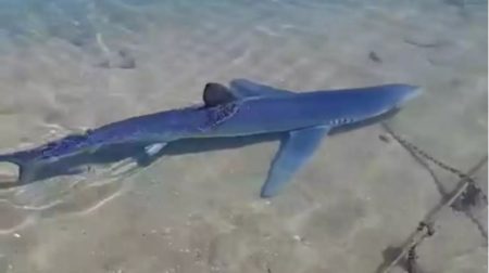 Καρχαρίας στη Μαρίνα της Γλυφάδας – Δείτε βίντεο