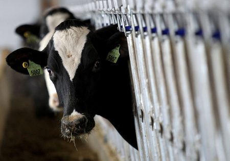 Γρίπη των πτηνών σε αγελάδες – Πόσο ασφαλές είναι το γάλα;