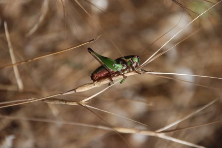 Η ακρίδα του Κέκροπα: Πώς ένας ερασιτέχνης εντομολόγος ανακάλυψε ένα νέο είδος στην Αττική