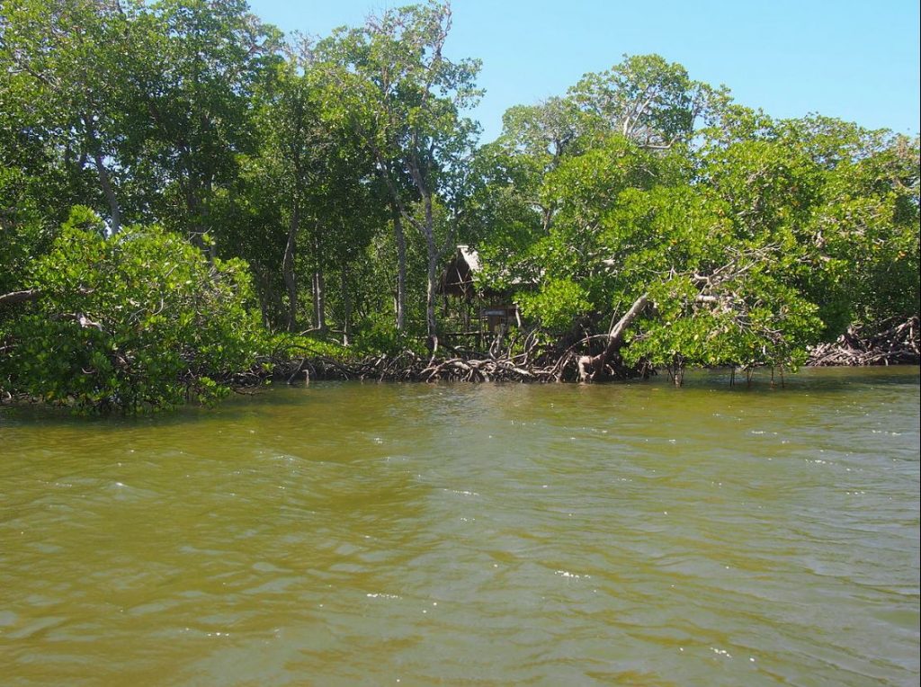Παγκόσμια Ημέρα Βιοποικιλότητας:  SOS για τα Μαγκρόβια δάση – Τι είναι