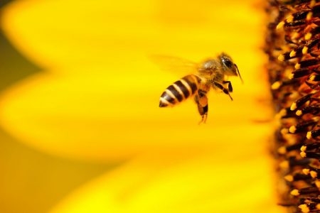 Μυτιλήνη: Εκτός κινδύνου οι 4 που τσίμπησαν οι μέλισσες