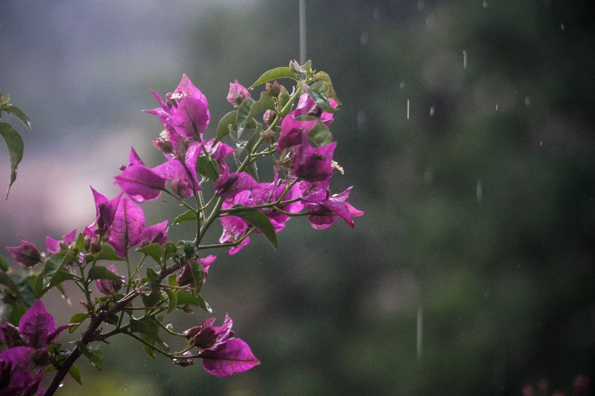 Καιρός: Ανεβαίνει η θερμοκρασία, βροχές στα βόρεια