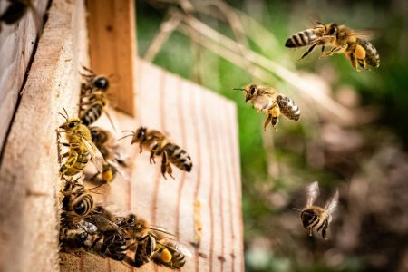 Μυτιλήνη: Μέλισσες επιτέθηκαν σε επιβάτες Ι.Χ. – Αναφορές για άτομο χωρίς τις αισθήσεις του