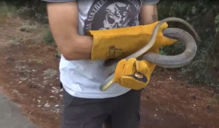Φίδι δύο μέτρων τρύπωσε σε ντουζιέρα στη Θεσσαλονίκη – Βίντεο