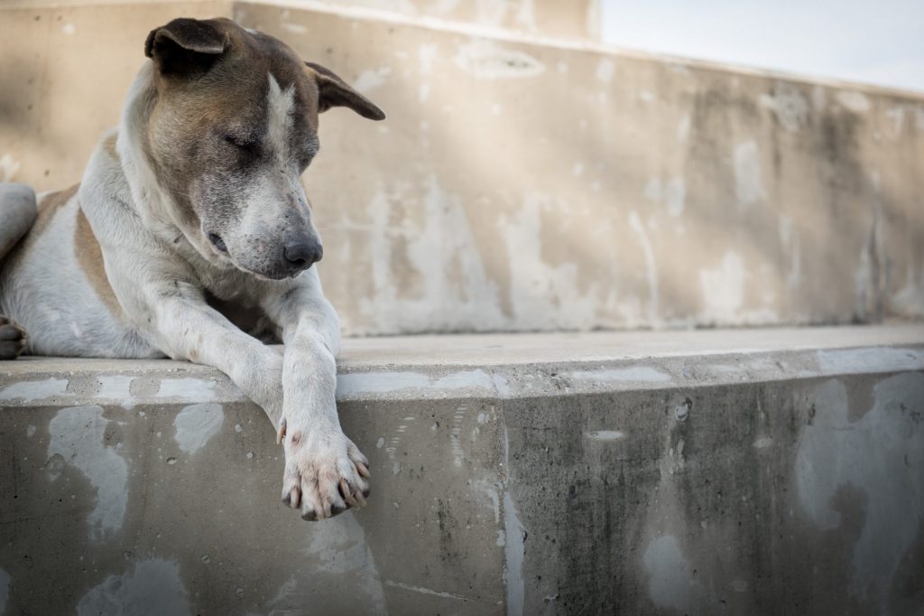 Θεσσαλονίκη: Φυλάκιση δύο ετών με αναστολή σε άνδρα που πυροβόλησε σκύλο