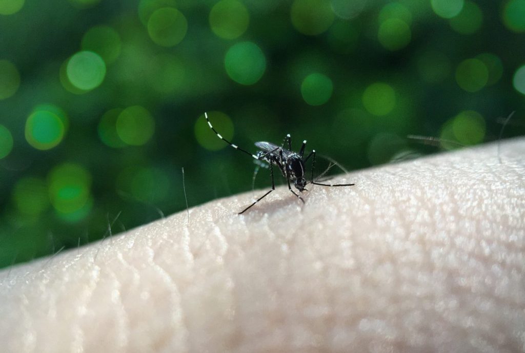 Δάγκειος πυρετός: Θέμα χρόνου η εμφάνιση του στη χώρα μας