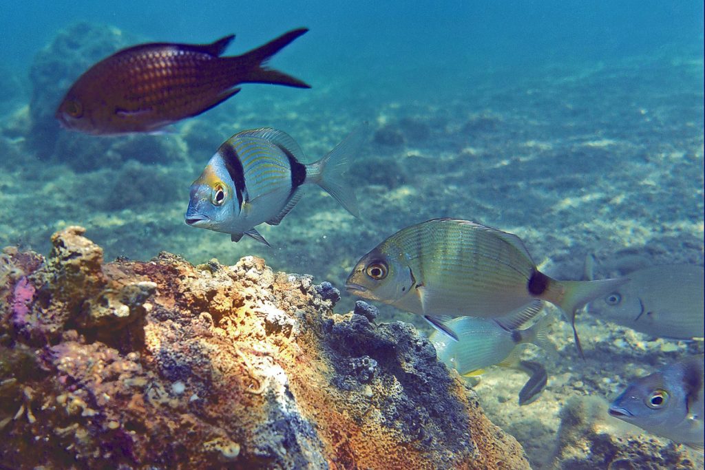 Οι απόντες και οι αδιάφοροι