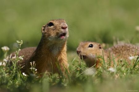 Κινδυνεύει με εξαφάνιση ένα στα πέντε είδη της Ελλάδας