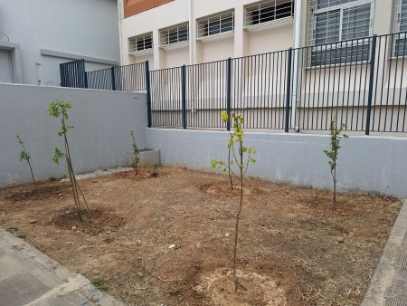 Πειραιάς: Φύτευση 150 δένδρων σε σχολεία στο πλαίσιο SDG7 των Ηνωμένων Εθνών