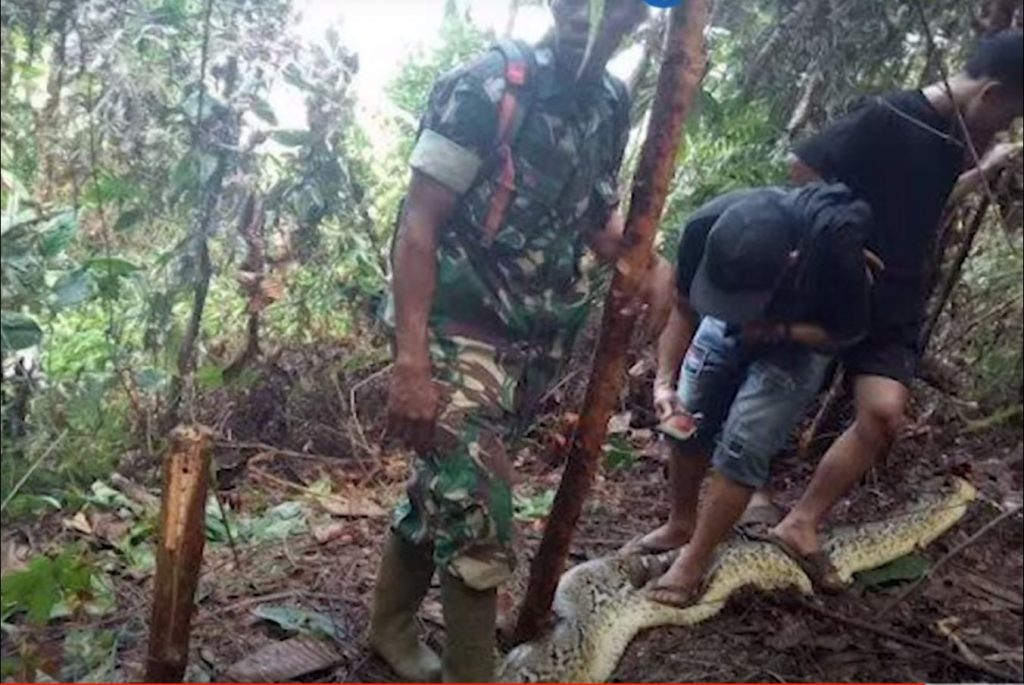 Ινδονησία: Νεκρή γυναίκα σε στομάχι πύθωνα – Την κατάπιε ολόκληρη