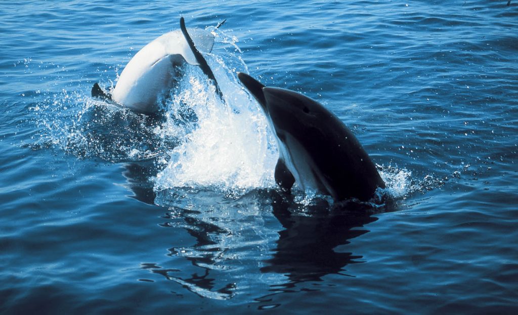 Λουτράκι – Δελφίνια:  Θεαματικό βίντεο με το χορό τους – Η σπάνια συμβίωση