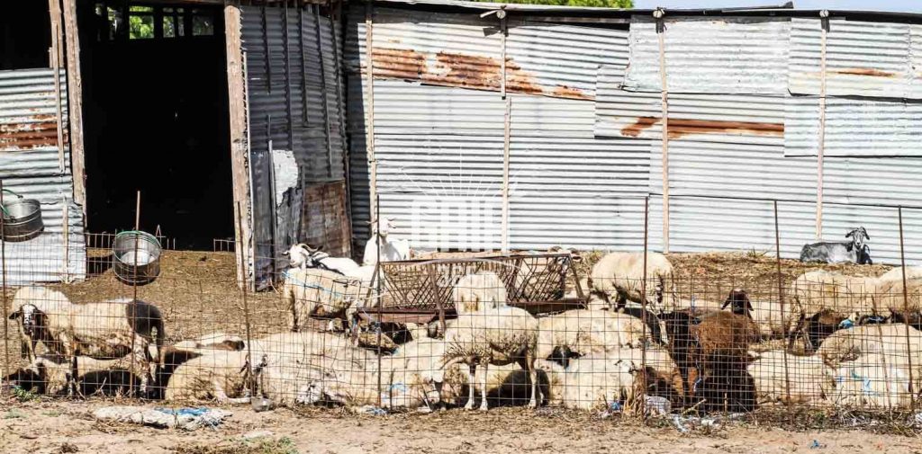 Επιβεβαιώθηκε η παρουσία του ιού της Πανώλης των μικρών μηρυκαστικών στη Θεσσαλία
