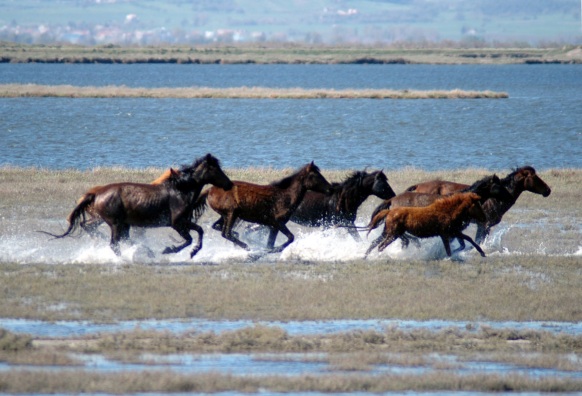 Εβρος:  Νεκρά άλογα από λειψυδρία και ζέστη – Πώς θα διασωθούν τα υπόλοιπα