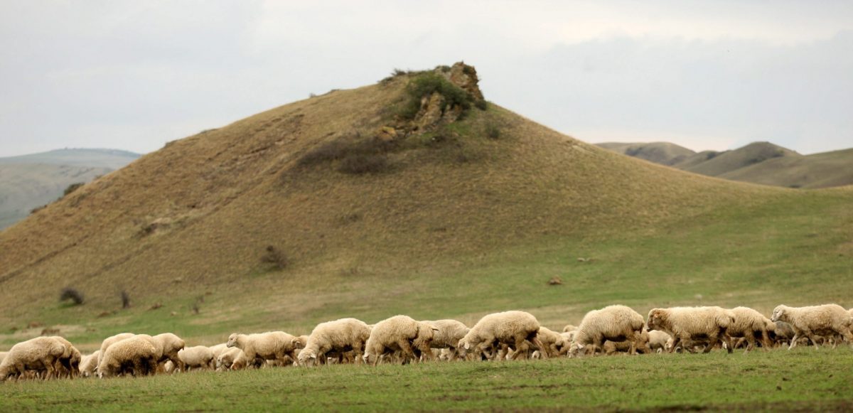 Πανώλη: Αυξάνονται τα κρούσματα – 16 σε Τρίκαλα και Λάρισα
