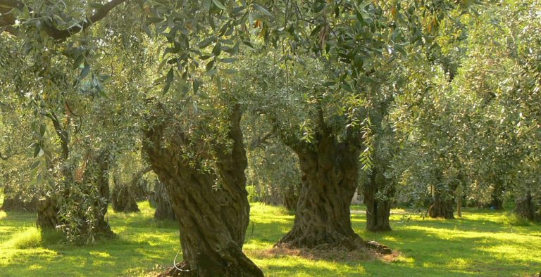 Έκκληση ΣΕΔΗΚ για Τροποποίηση του Κανονισμού Αποζημιώσεων ΕΛΓΑ