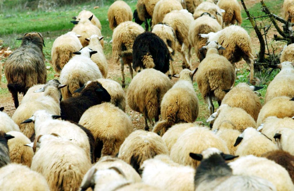 Πάσχα: Υπό κατάρρευση η κτηνοτροφία, φόβοι για μεγάλες ελλείψεις