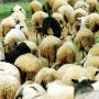 Πάσχα: Υπό κατάρρευση η κτηνοτροφία, φόβοι για μεγάλες ελλείψεις