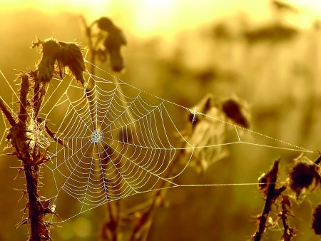 Πύργος: Πέθανε ο 48χρονος που δέχθηκε τσίμπημα από αράχνη – Τα πιθανά σενάρια