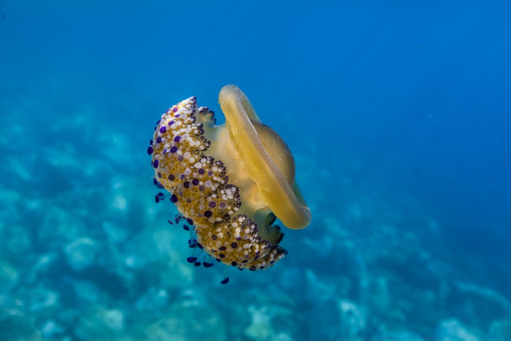 Κλιματική κρίση: Η υψηλότερη ημερήσια θερμοκρασία καταγράφηκε στη Μεσόγειο