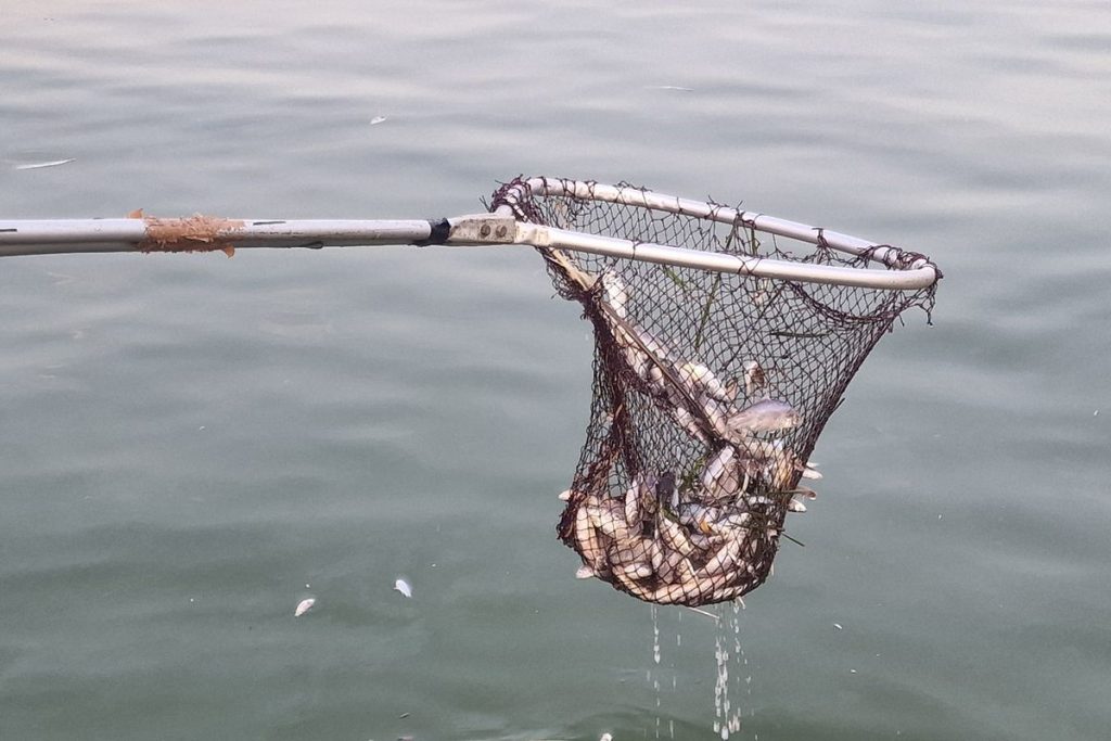 Βόλος: Χιλιάδες νεκρά ψάρια και δυσοσμία στο λιμάνι (εικόνες και βίντεο)