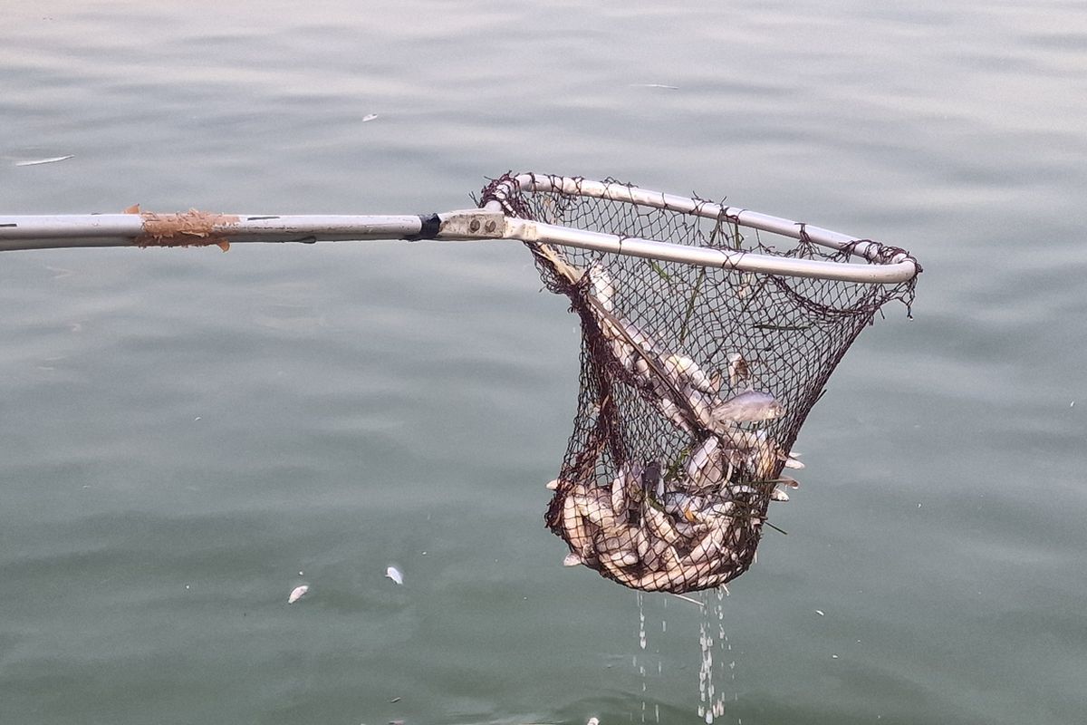 Βόλος: Χιλιάδες νεκρά ψάρια και δυσοσμία στο λιμάνι (εικόνες και βίντεο)