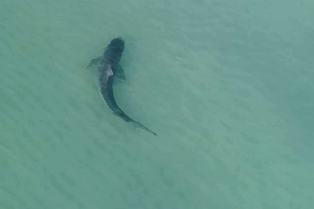 Εμφανίστηκε «καρχαρίας φάντασμα» στη Ν. Ζηλανδία – Τι λένε οι επιστήμονες για το νέο είδος