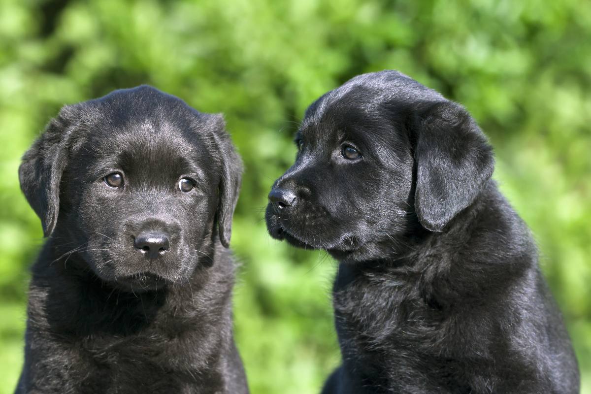 Ηλεία: Δεμένα σε τσουβάλια βρέθηκαν 5 σκυλάκια στον Αλφειό