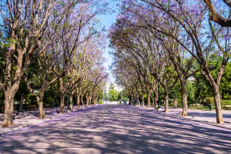 Αθήνα: Κινέζικα έντομα «τρώνε» μουριές και νεραντζιές – Θεραπεία με τον… εχθρό του «εχθρού»