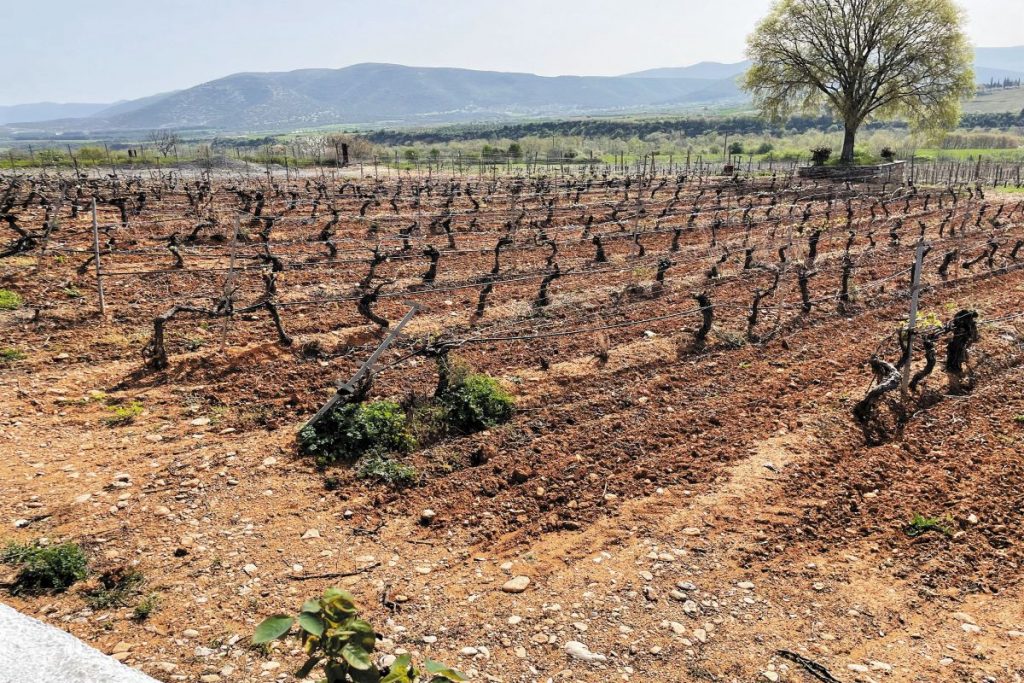 Μια ξενάγηση στα μυστικά της οινοποιίας