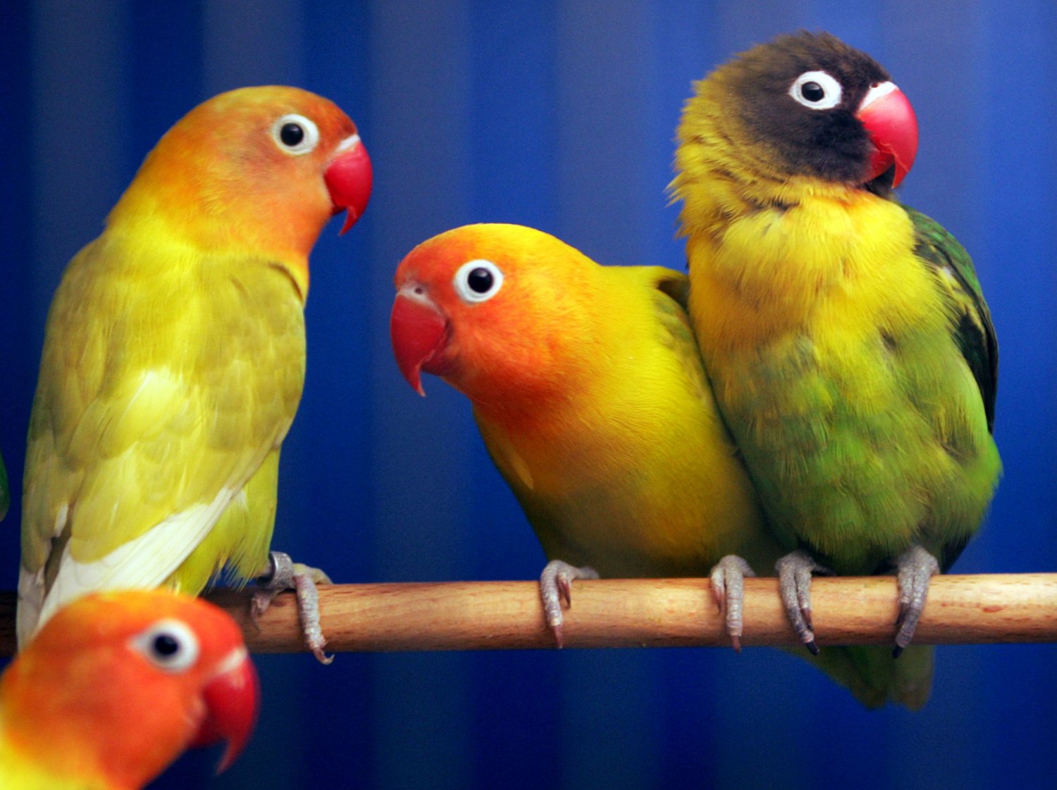 Το ’πε, το ’πε ο παπαγάλος