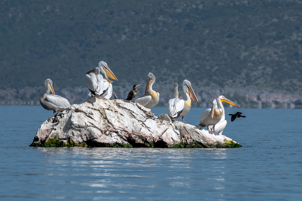 Οι λίμνες των Πρεσπών και η κλιματική αλλαγή