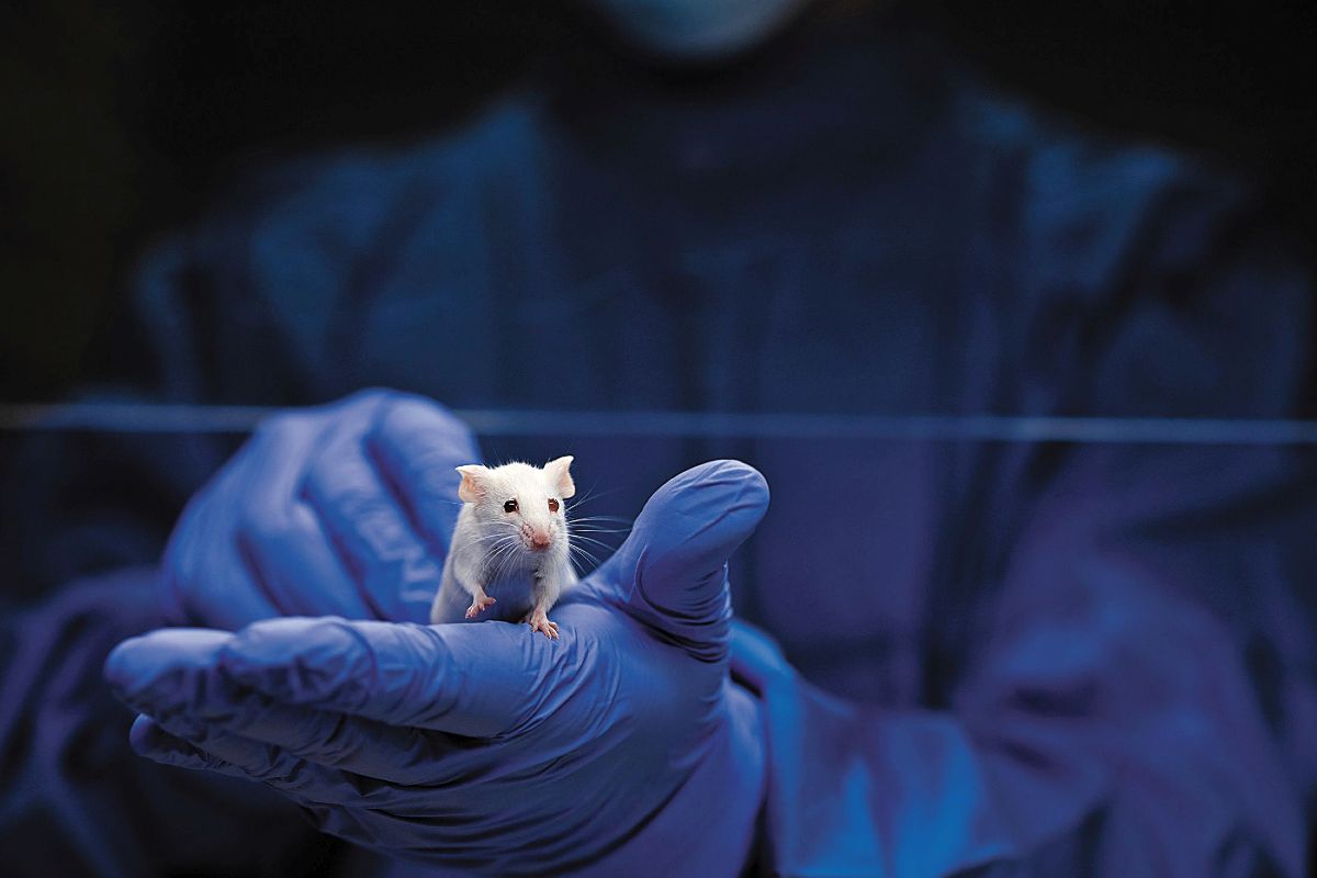 Πειραματόζωα από δύο μπαμπάδες στην Κίνα