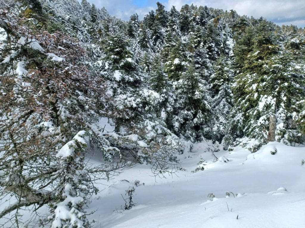 Καιρός – Τσικνοπέμπτη: Θα επαναληφθεί το ψύχος του 2004;  Τι λέει ο Μαρουσάκης