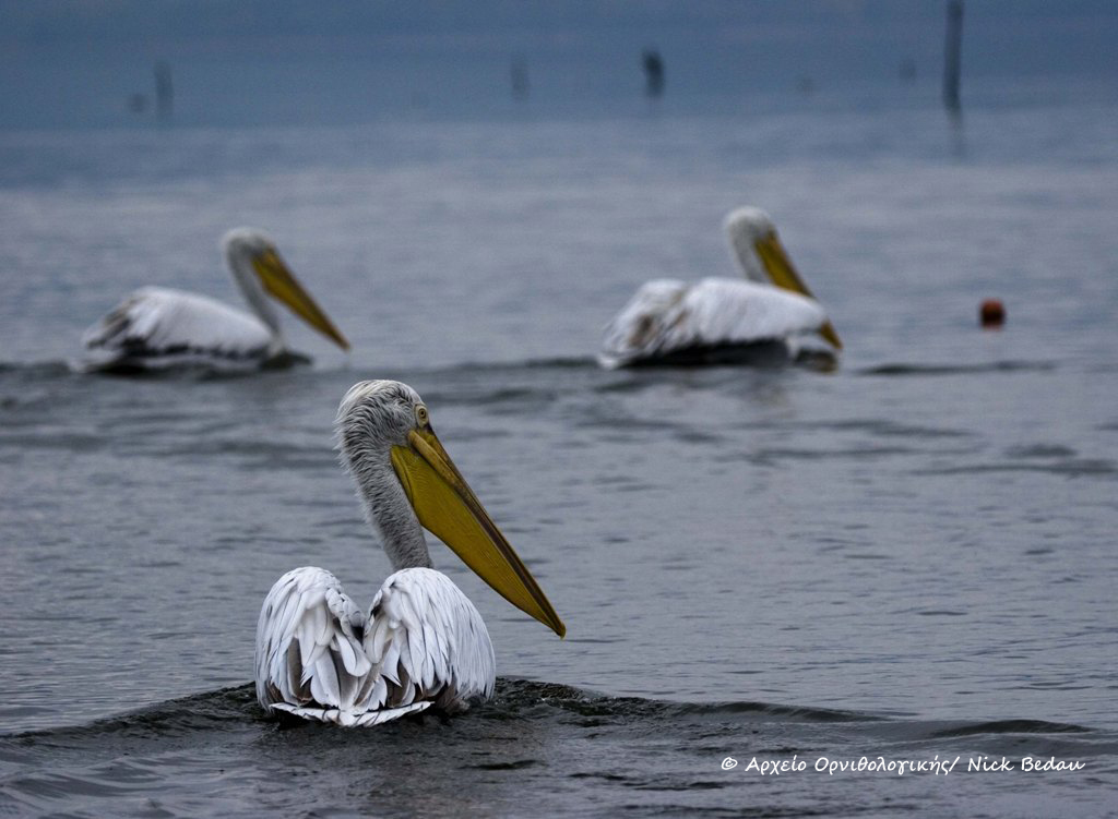 Γρίπη των πτηνών: Επιβεβαιώθηκε κρούσμα του ιού στη λίμνη Κερκίνη