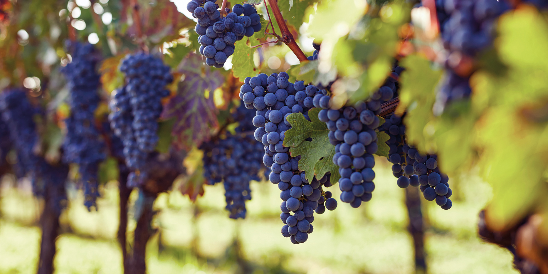 Ούζο και Τσίπουρο: Ένας πρακτικός οδηγός για τα εθνικά μας ποτά