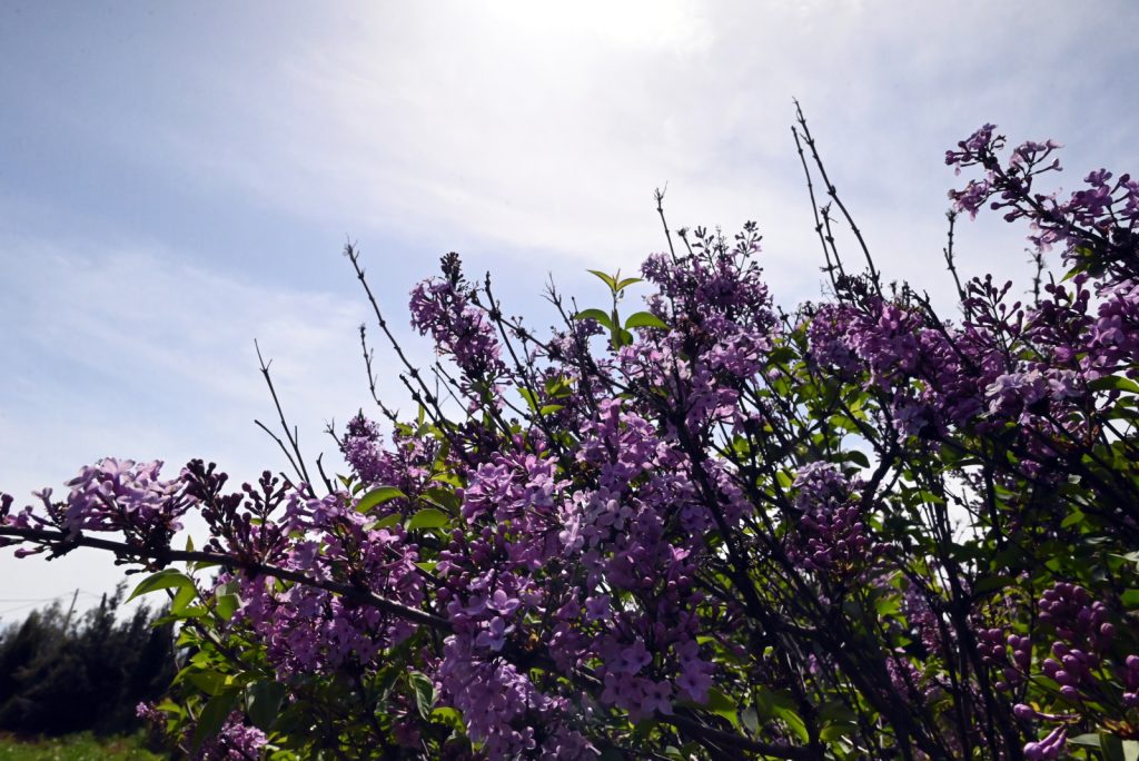 Αίθριος ο καιρός το Μεγάλο Σάββατο – Σε ποιες περιοχές θα βρέξει