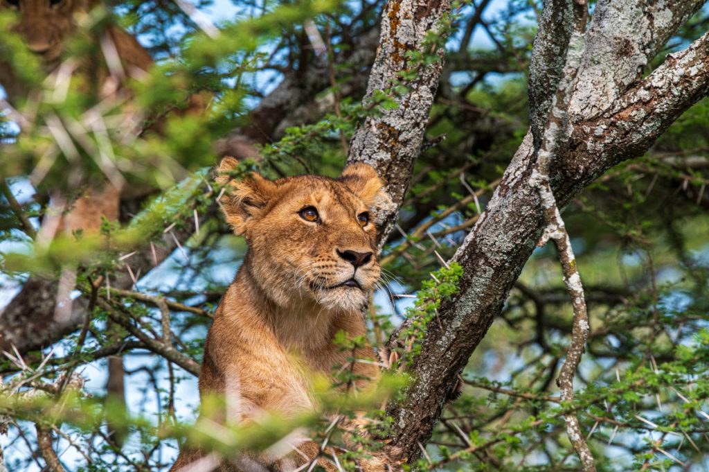 Κένυα: Μια 14χρονη σκοτώθηκε από λιοντάρι