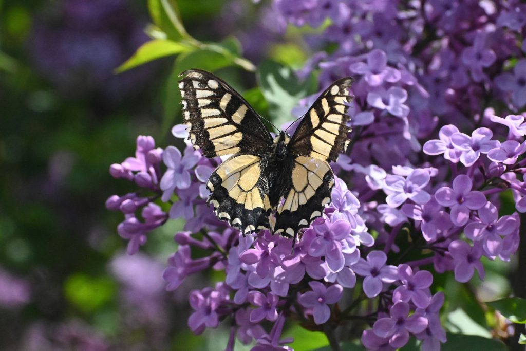 Οι «άλλες» γυναικοκτονίες
