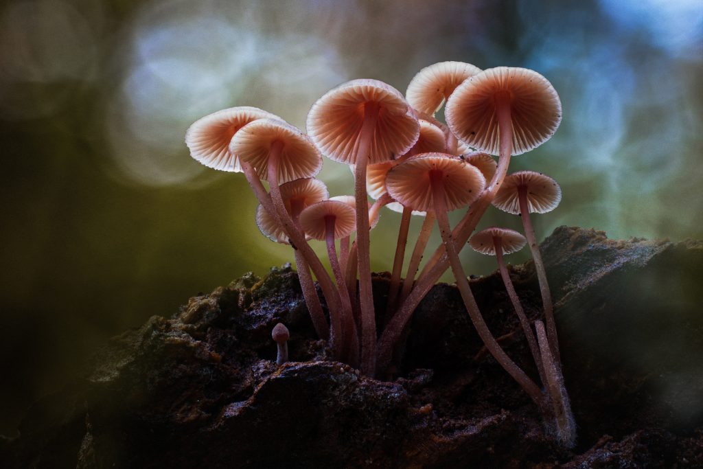 Μύκητες: Οι αφανείς ήρωες των οικοσυστημάτων κινδυνεύουν με εξαφάνιση