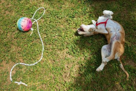 Πρωτομαγιά στην Αθήνα: Ξεκινά το Φεστιβάλ – Πικνίκ στο πάρκο της Ακαδημίας Πλάτωνος