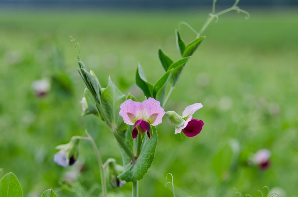 Λύθηκε ο γενετικός γρίφος με τα μπιζέλια του Μέντελ