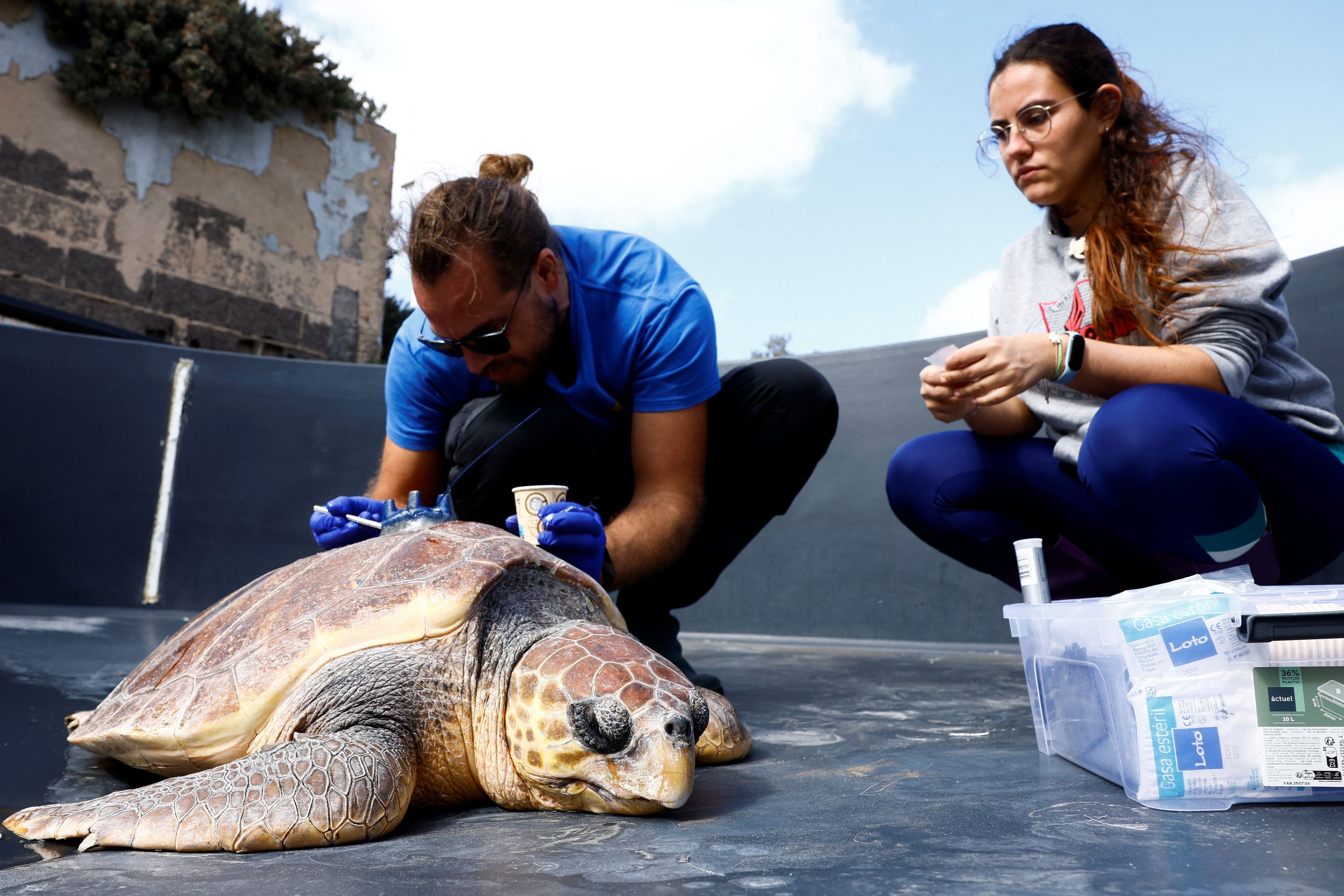 Με ρυθμούς χελώνας η προστασία της Caretta caretta