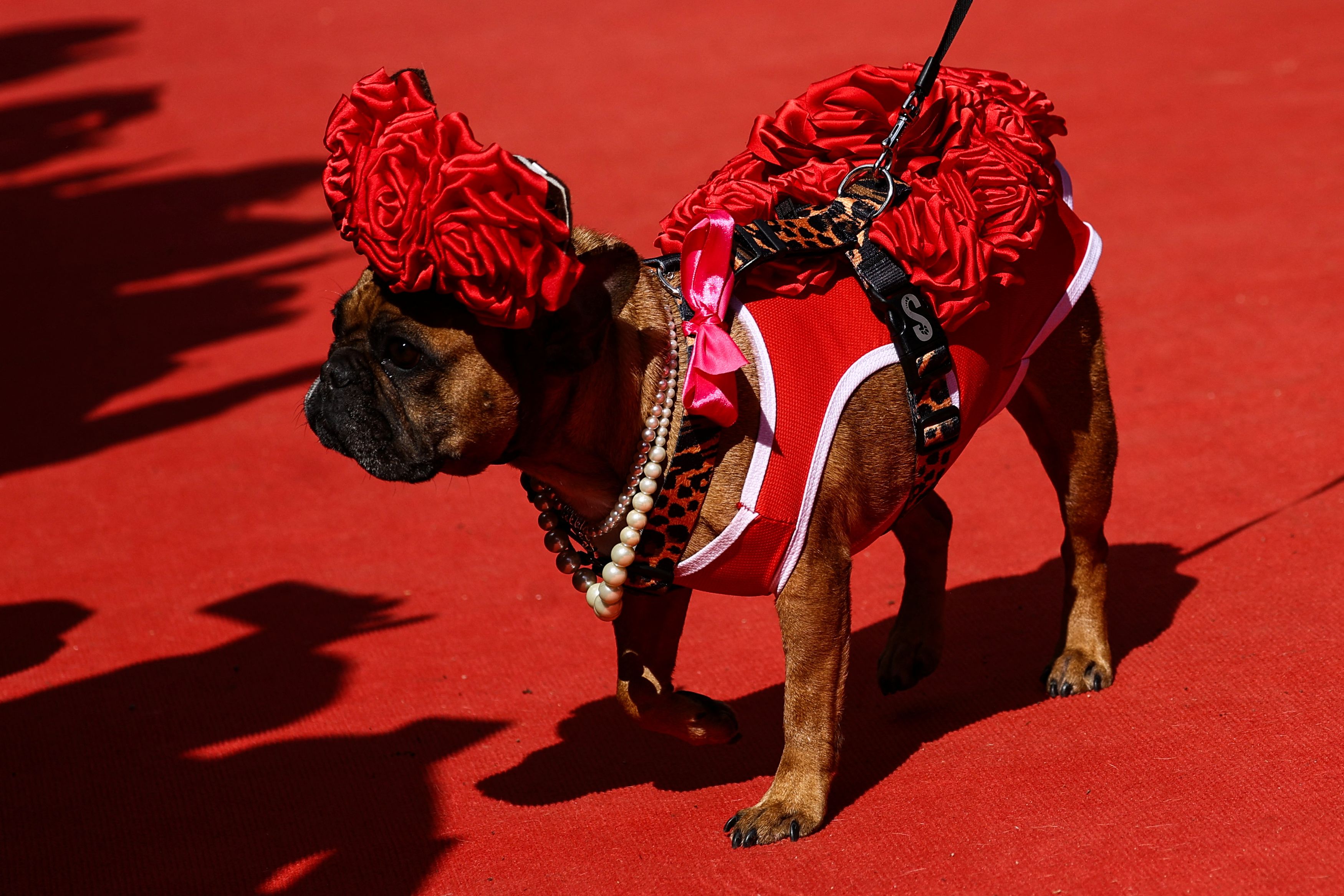 Μόδα για τετράποδα
